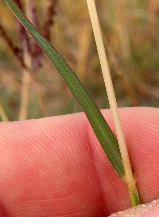 Bothriochloa ischaemum / Barboncino digitato
